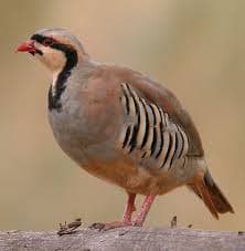 Chukar Partridge Image